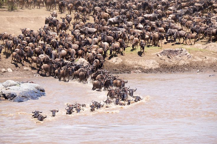 Mara River Crossing