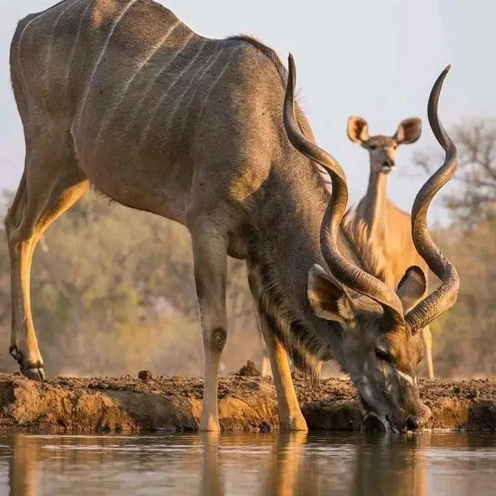 Ruaha National Park