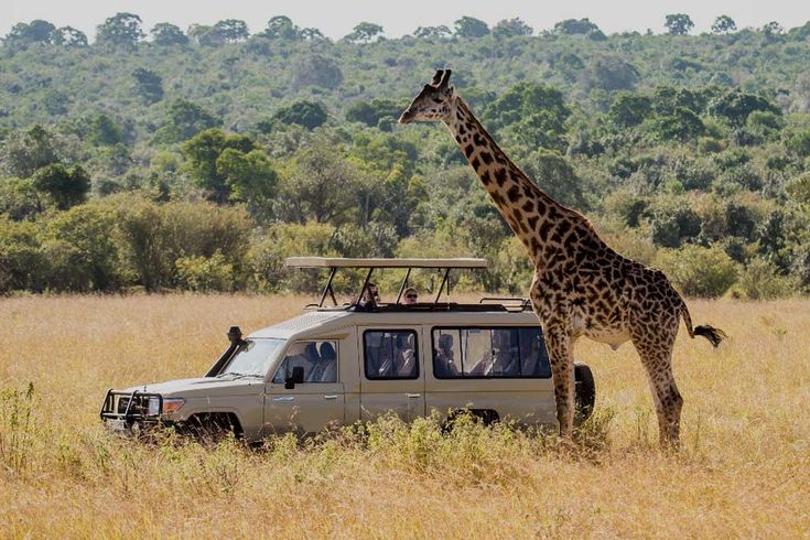 Wild Safari Tanzania