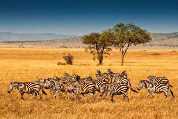 Serengeti Safari Package