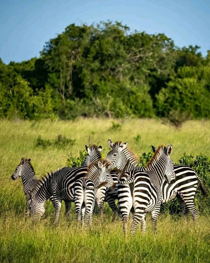 11 Days Safari trip Tanzania Zanzibar