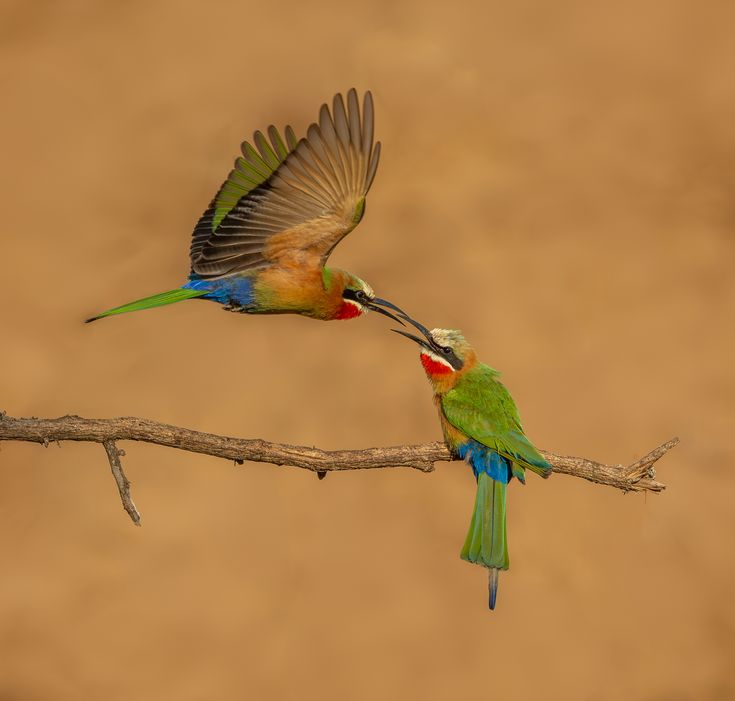 16 Days Tanzania Safari + Zanzibar