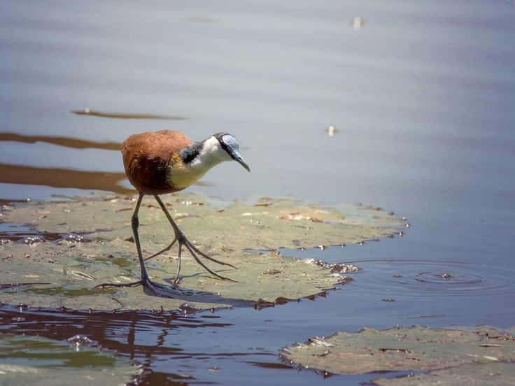 20 Days Ultimate Tanzania