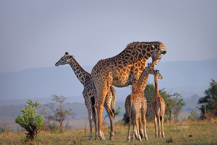 Western Serengeti