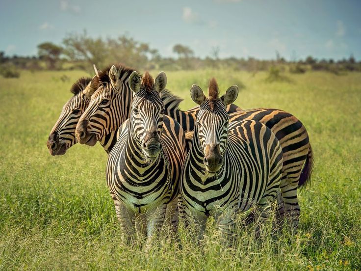 Classic Serengeti Safari