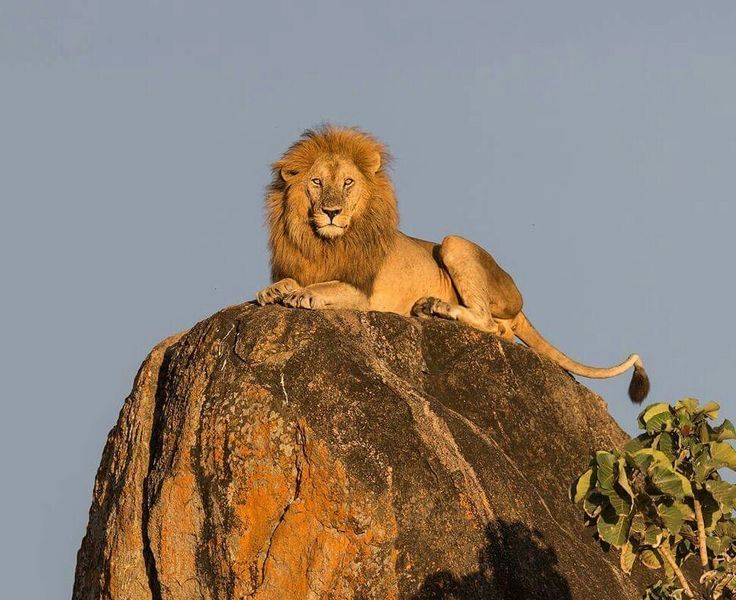 Luxury Serengeti Safari