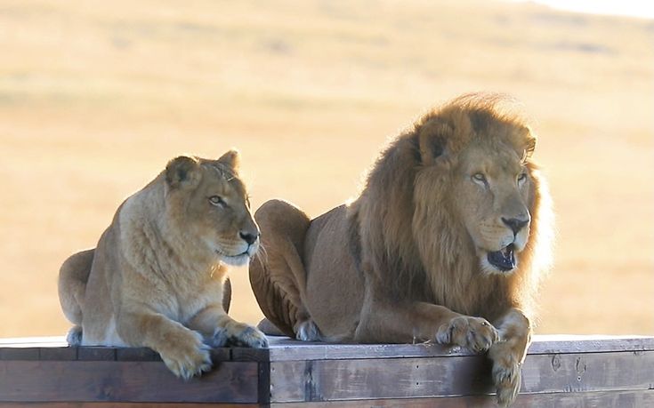 Serengeti Photography Safari