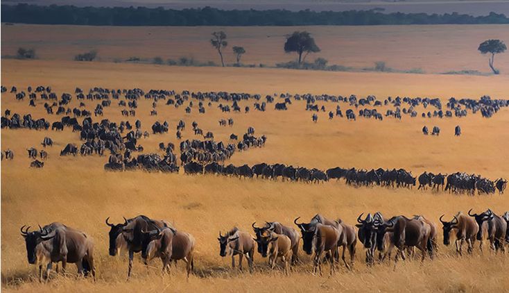 Wildebeest Migration Safari